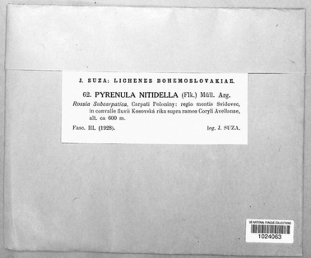 Pyrenula nitidella image
